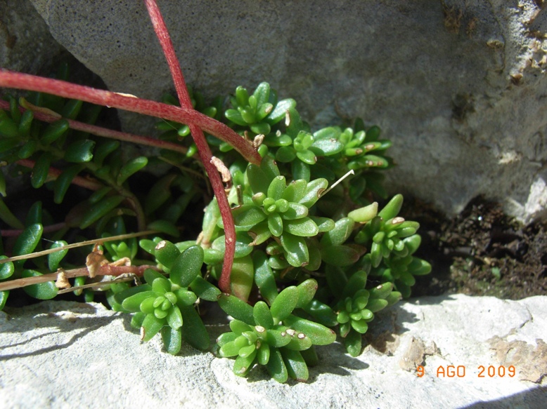 Sedum magellense / Borracina della Majella